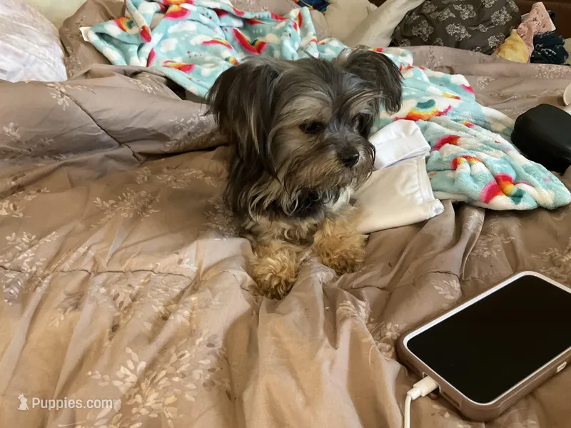 Brodie, a male Chihuahua and Yorkshire Terrier for sale in Smithfield, NC – Photo 1 of 8