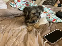 Brodie, a male Chihuahua and Yorkshire Terrier for sale in Smithfield, NC – Photo 1 of 8