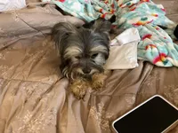 Brodie, a male Chihuahua and Yorkshire Terrier for sale in Smithfield, NC – Photo 4 of 8