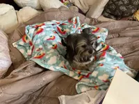 Brodie, a male Chihuahua and Yorkshire Terrier for sale in Smithfield, NC – Photo 7 of 8