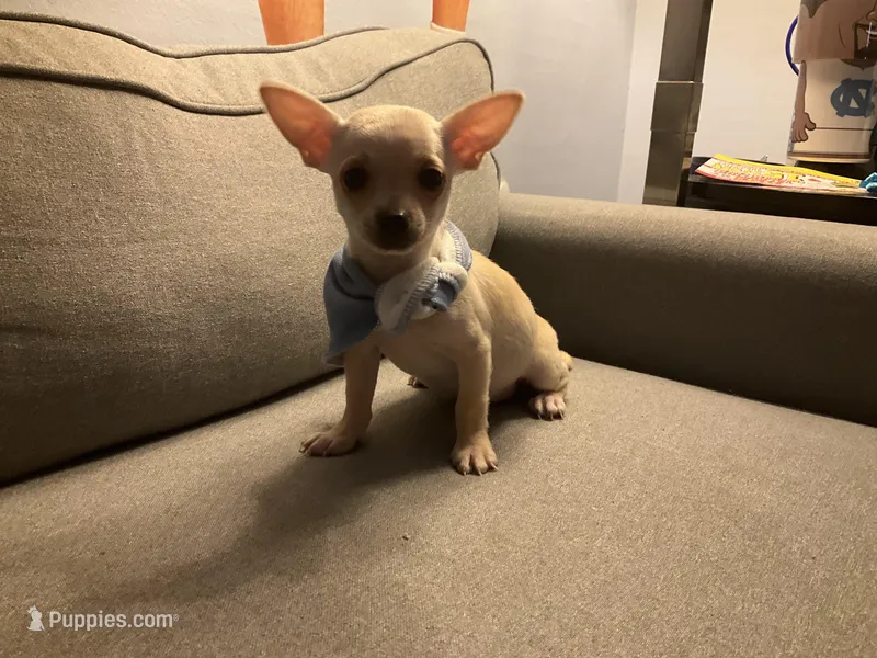Matt, a male Chihuahua for sale in Smithfield, NC – Photo 1 of 10