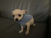 Matt, a male Chihuahua for sale in Smithfield, NC – Photo 6 of 10