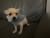 Matt, a male Chihuahua for sale in Smithfield, NC – Photo 2 of 10