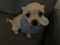 Matt, a male Chihuahua for sale in Smithfield, NC – Photo 10 of 10