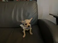 Matt, a male Chihuahua for sale in Smithfield, NC – Photo 7 of 10