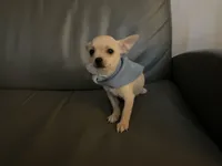 Matt, a male Chihuahua for sale in Smithfield, NC – Photo 9 of 10