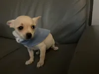 Matt, a male Chihuahua for sale in Smithfield, NC – Photo 8 of 10