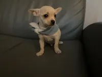 Matt, a male Chihuahua for sale in Smithfield, NC – Photo 4 of 10