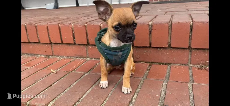 Socks, a male Chihuahua for sale in Smithfield, NC – Photo 1 of 8