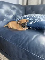 Socks, a male Chihuahua for sale in Smithfield, NC – Photo 5 of 8