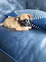 Socks, a male Chihuahua for sale in Smithfield, NC – Photo 7 of 8