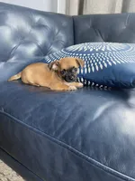 Socks, a male Chihuahua for sale in Smithfield, NC – Photo 8 of 8