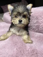 Sweet Pea, a female Chihuahua and Yorkshire Terrier for sale in Smithfield, NC – Photo 7 of 7