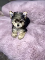 Sweet Pea, a female Chihuahua and Yorkshire Terrier for sale in Smithfield, NC – Photo 1 of 7