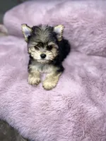 Sweet Pea, a female Chihuahua and Yorkshire Terrier for sale in Smithfield, NC – Photo 3 of 7