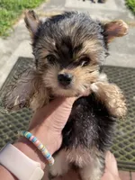 Sweet Pea, a female Chihuahua and Yorkshire Terrier for sale in Smithfield, NC – Photo 4 of 7