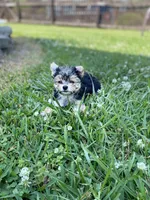 Sweet Pea, a female Chihuahua and Yorkshire Terrier for sale in Smithfield, NC – Photo 6 of 7