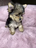 Sweet Pea, a female Chihuahua and Yorkshire Terrier for sale in Smithfield, NC – Photo 2 of 7