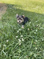 Sweet Pea, a female Chihuahua and Yorkshire Terrier for sale in Smithfield, NC – Photo 5 of 7