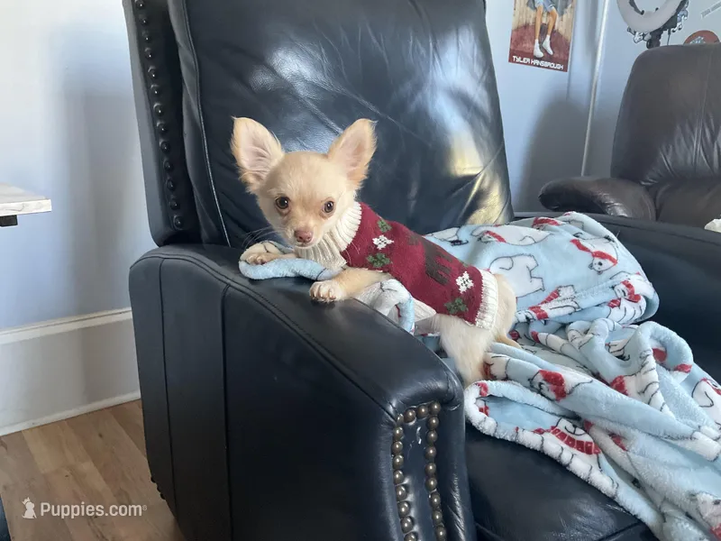 Ringo, a male Chihuahua for sale in Smithfield, NC – Photo 1 of 6