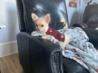 Ringo, a male Chihuahua for sale in Smithfield, NC – Photo 3 of 6