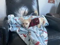 Ringo, a male Chihuahua for sale in Smithfield, NC – Photo 2 of 6