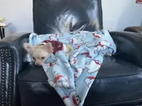 Ringo, a male Chihuahua for sale in Smithfield, NC – Photo 5 of 6