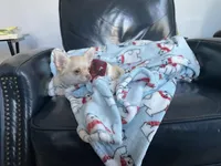 Ringo, a male Chihuahua for sale in Smithfield, NC – Photo 6 of 6