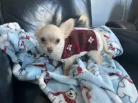 Ringo, a male Chihuahua for sale in Smithfield, NC – Photo 4 of 6