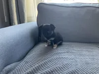 Cooper, a male Chihuahua for sale in Smithfield, NC – Photo 6 of 10