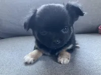 Cooper, a male Chihuahua for sale in Smithfield, NC – Photo 4 of 10