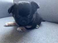 Cooper, a male Chihuahua for sale in Smithfield, NC – Photo 5 of 10