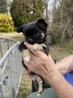 Cooper, a male Chihuahua for sale in Smithfield, NC – Photo 1 of 10