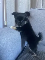 Cooper, a male Chihuahua for sale in Smithfield, NC – Photo 3 of 10