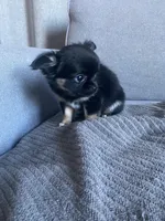 Cooper, a male Chihuahua for sale in Smithfield, NC – Photo 7 of 10