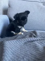 Cooper, a male Chihuahua for sale in Smithfield, NC – Photo 2 of 10