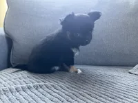 Cooper, a male Chihuahua for sale in Smithfield, NC – Photo 9 of 10