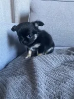 Cooper, a male Chihuahua for sale in Smithfield, NC – Photo 8 of 10