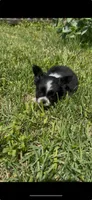 Bella, a female Chihuahua for sale in Smithfield, NC – 4 of 6