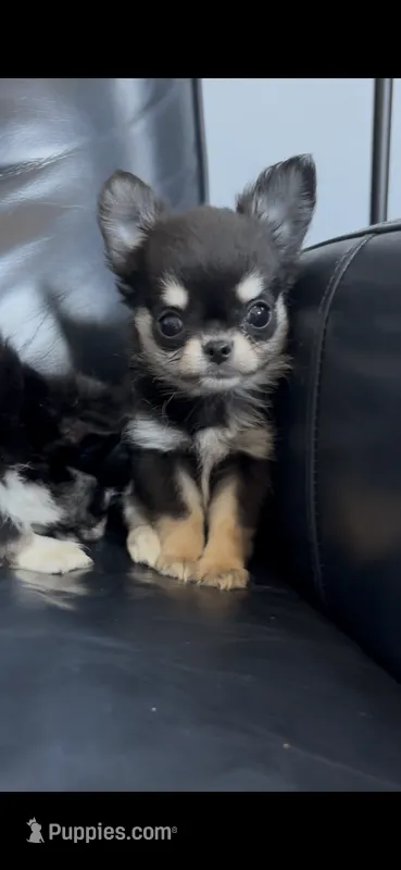 Toto – Chihuahua puppy for sale in Smithfield, NC