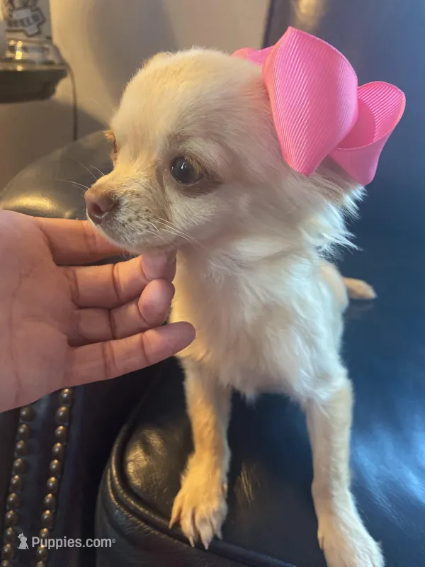 mary, a female Chihuahua for sale in Smithfield, NC – Photo 1 of 2