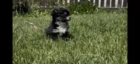 Chip, a male Chihuahua for sale in Smithfield, NC – 2 of 2