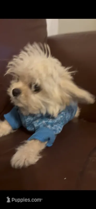 Mason – Chihuahua, Yorkshire Terrier puppy for sale in Smithfield, NC
