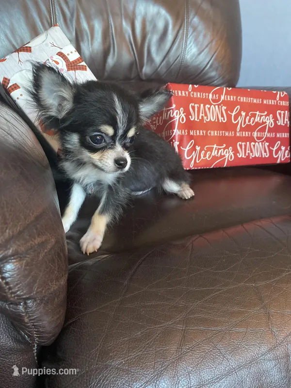 Jessie, a male Chihuahua for sale in Smithfield, NC – Photo 1 of 6