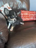 Jessie, a male Chihuahua for sale in Smithfield, NC – Photo 1 of 6