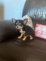 Jessie, a male Chihuahua for sale in Smithfield, NC – Photo 6 of 6