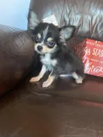 Jessie, a male Chihuahua for sale in Smithfield, NC – Photo 5 of 6