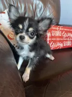 Jessie, a male Chihuahua for sale in Smithfield, NC – Photo 4 of 6