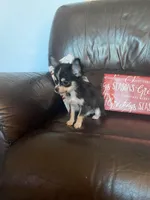 Jessie, a male Chihuahua for sale in Smithfield, NC – Photo 2 of 6