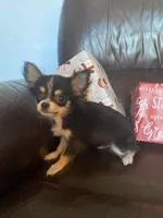 Jessie, a male Chihuahua for sale in Smithfield, NC – Photo 3 of 6